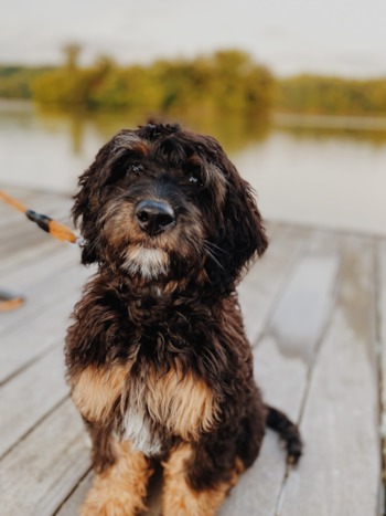 Best shampoo for sheepadoodle best sale